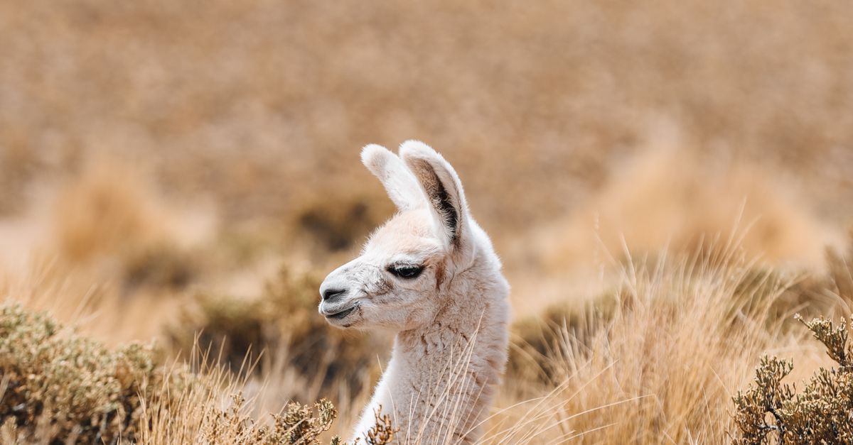 Lama Natural Roca Llama Grazing in Natural Habitat · Free Stock Photo
