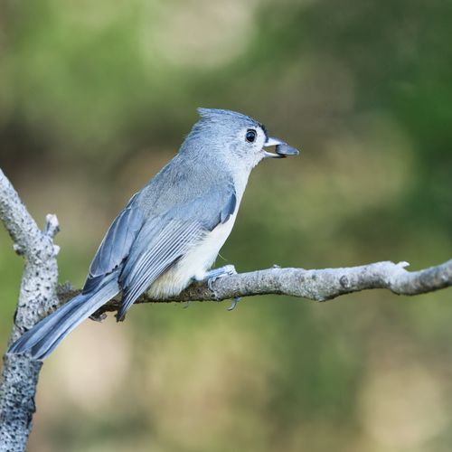 Free Close-up of a Tufted Titmouse bird perched on a branch in Dover, Tennessee. Stock Photo