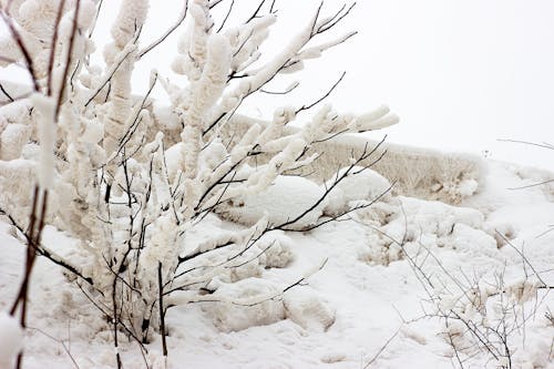 Free stock photo of atmospheric, christmas tree, cold