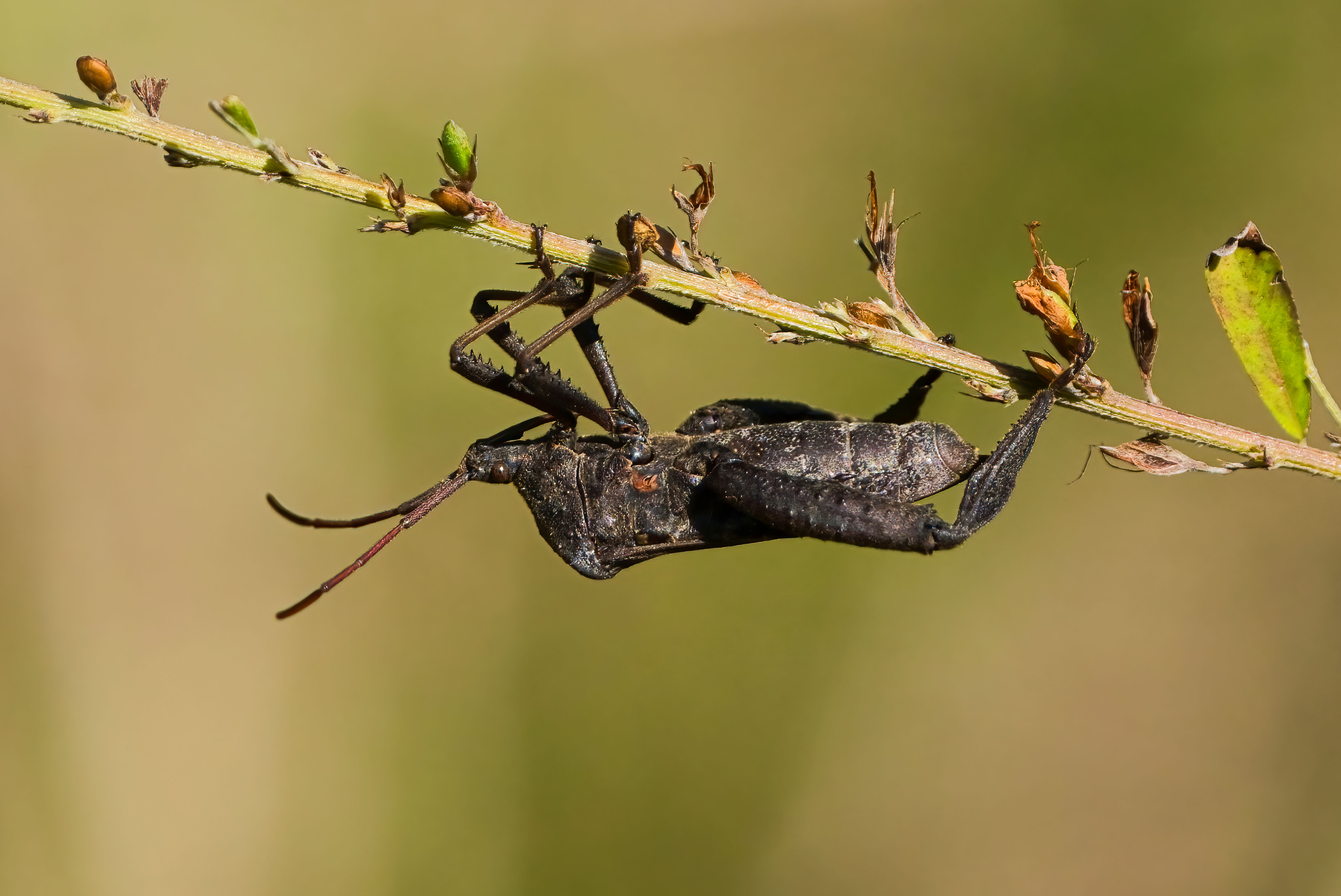 Close-up of Wheel Bug on a Branch in Dover · Free Stock Photo