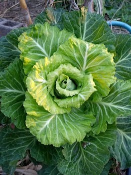Vibrant green cabbage plant growing in garden, showcasing leaf texture.