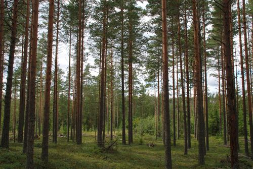 Free Serene view of tall pine trees in a tranquil forest setting. Ideal for nature themes. Stock Photo