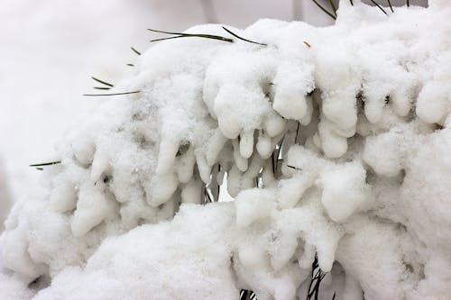 Free stock photo of atmospheric, christmas tree, cold