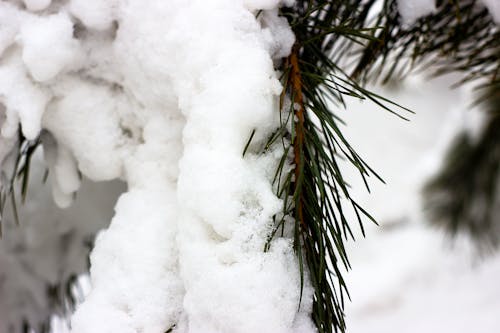Free stock photo of atmospheric, christmas tree, cold