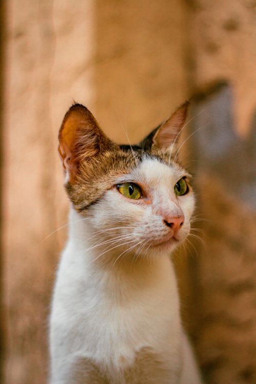 Free Close-up portrait of a curious cat with striking green eyes in a serene setting. Stock Photo