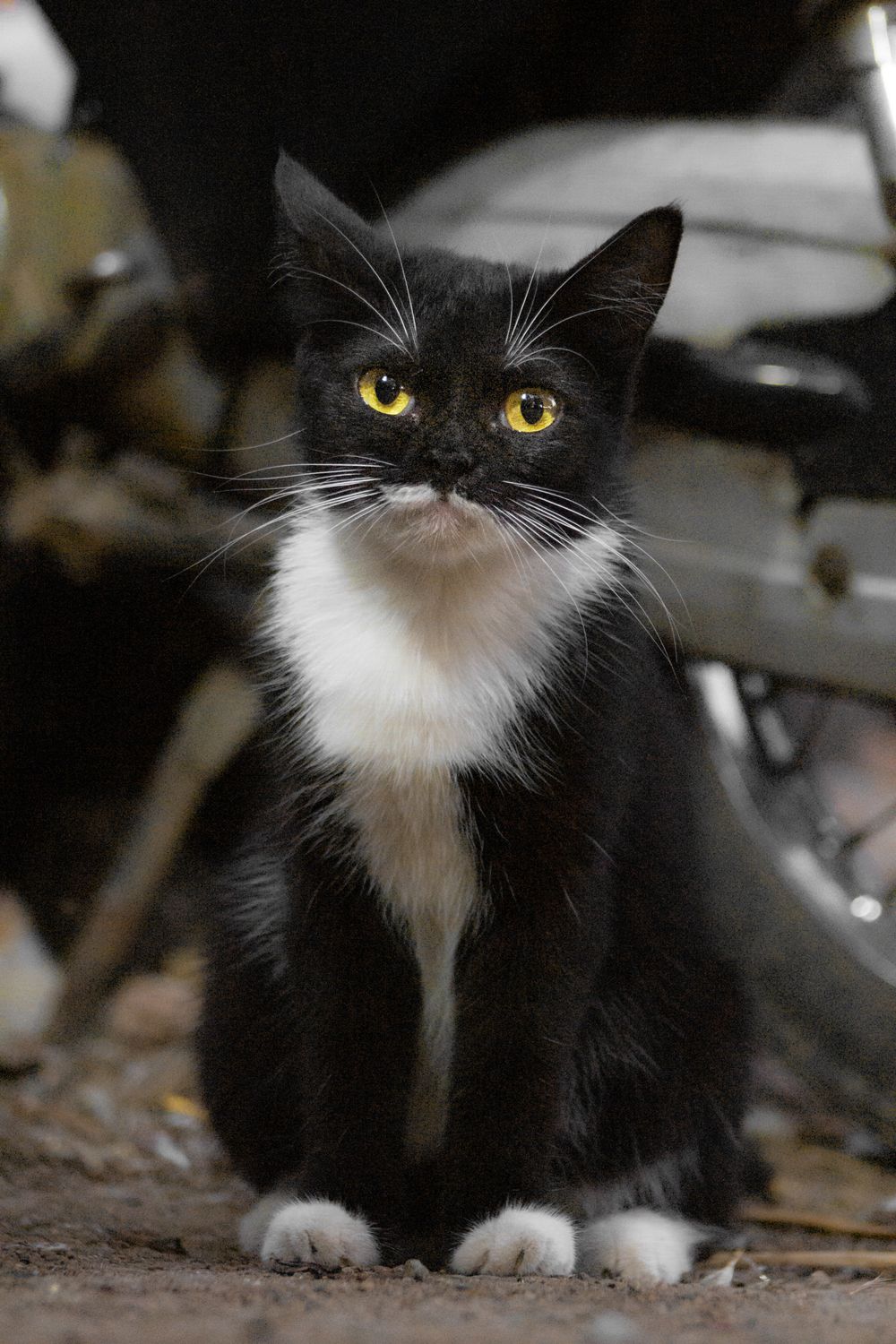 Charming Black and White Cat Portrait Outdoors · Free Stock Photo