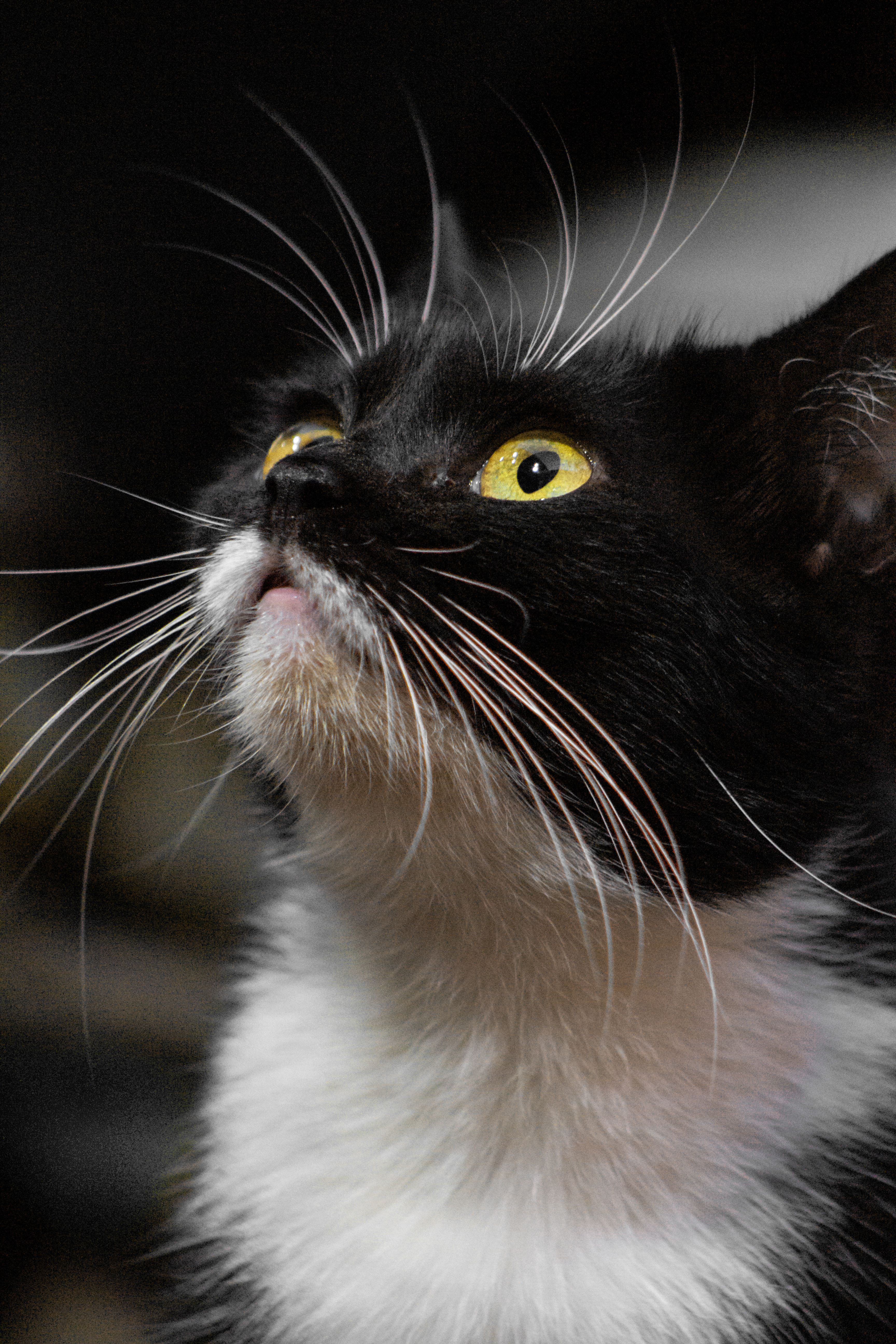 Close-Up Portrait of a Black and White Cat · Free Stock Photo
