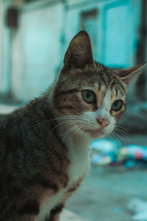 Free A curious outdoor cat with striking eyes, captured in a candid portrait. Stock Photo