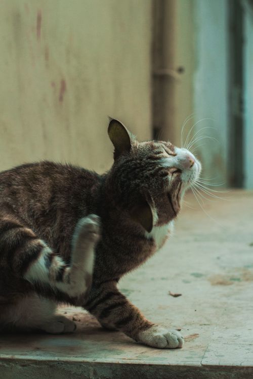 Free A curious cat scratching itself outside on a concrete surface. Stock Photo