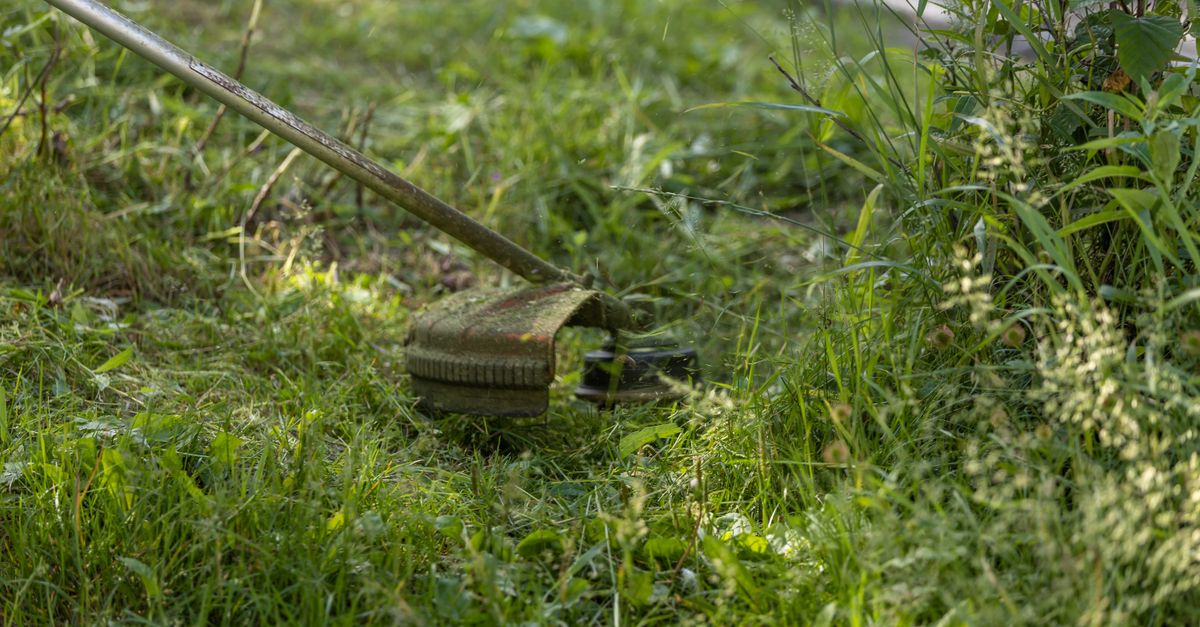 Troubleshooting: Why Isn’t My Bermuda Grass Turning Green? - lawn care tips lawn care