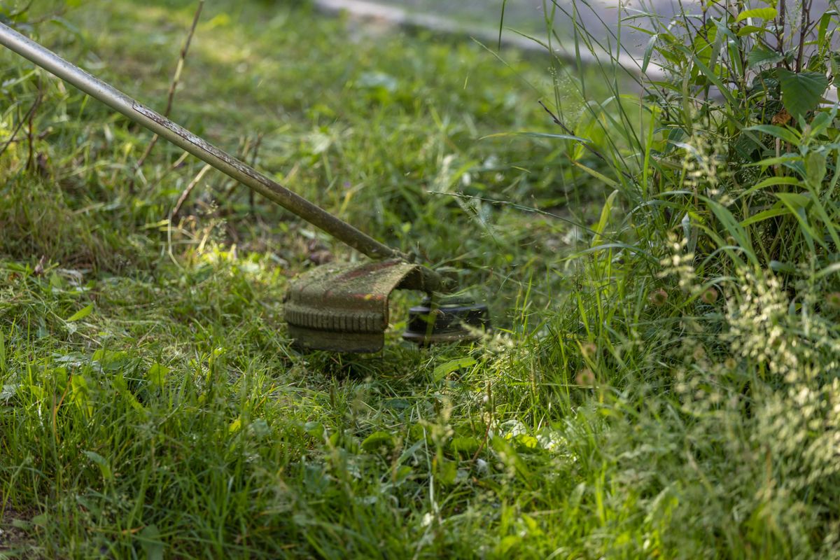 Freshly cut grass