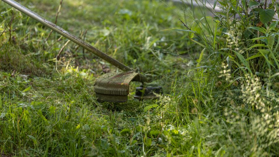 Tearing out my lawn and replacing it with clover, 2 years later