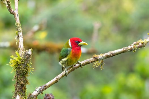 bird photo