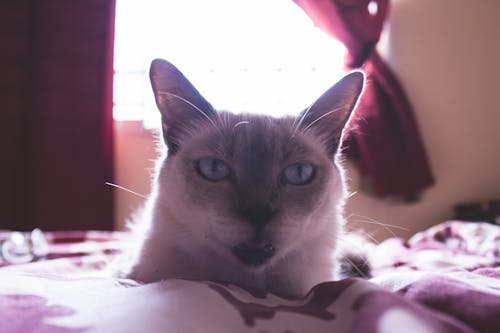 Free stock photo of animals, bed, cat