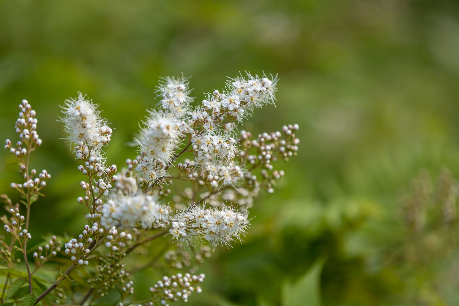 Close-up of white Astilbe flowers blooming outdoors with soft focus green background.
