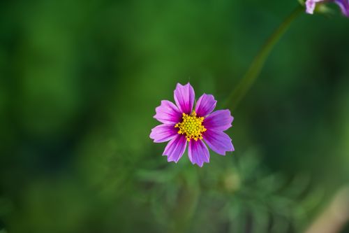 Free Close-up of a vibrant pink cosmos flower with a soft green background, showcasing natural beauty. Stock Photo