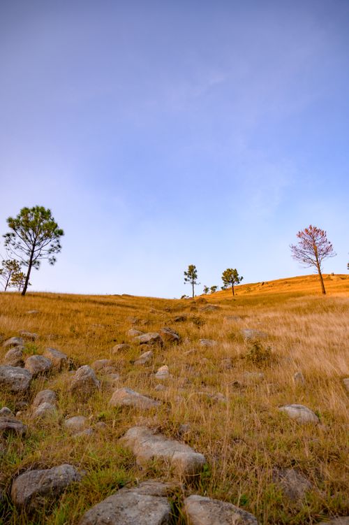Free Tranquil autumn landscape with golden fields and distant trees in Quang Ninh, Vietnam. Stock Photo