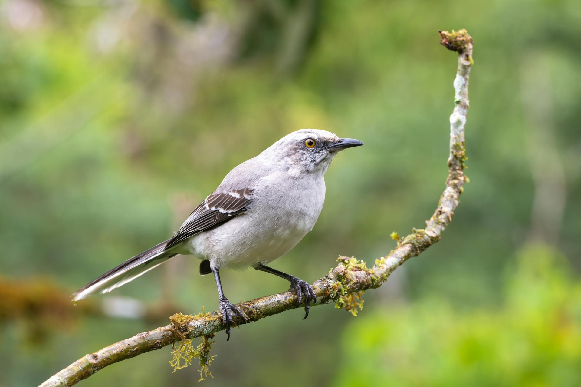 A close-up of a tropical bird perched on a moss-covered branch in lush Costa Rica jungle.