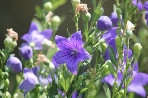Free Close-up of vibrant purple balloon flowers blooming in bright sunlight, showcasing nature's beauty. Stock Photo