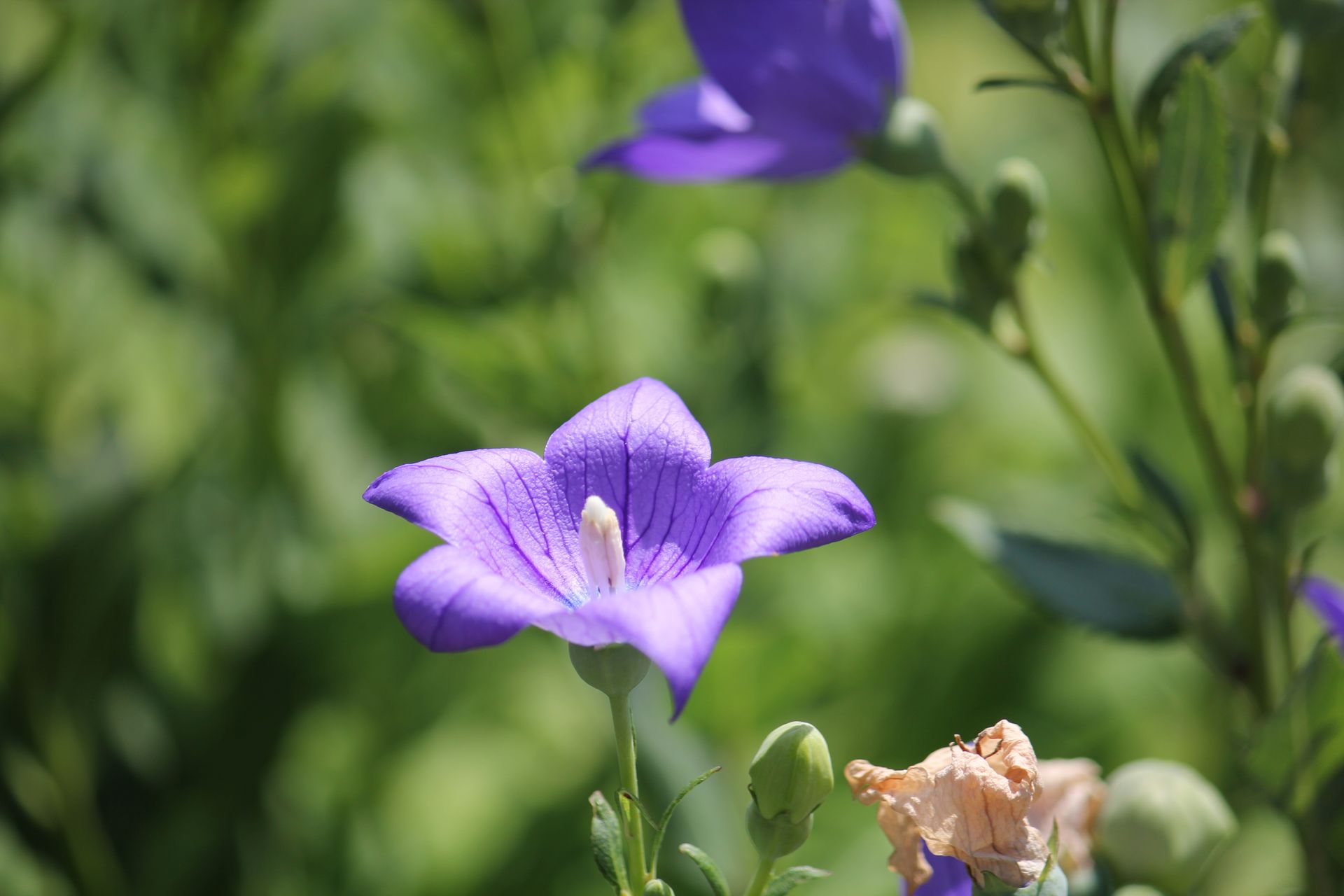 Vibrant purple balloon flower blooming in lush green garden setting.