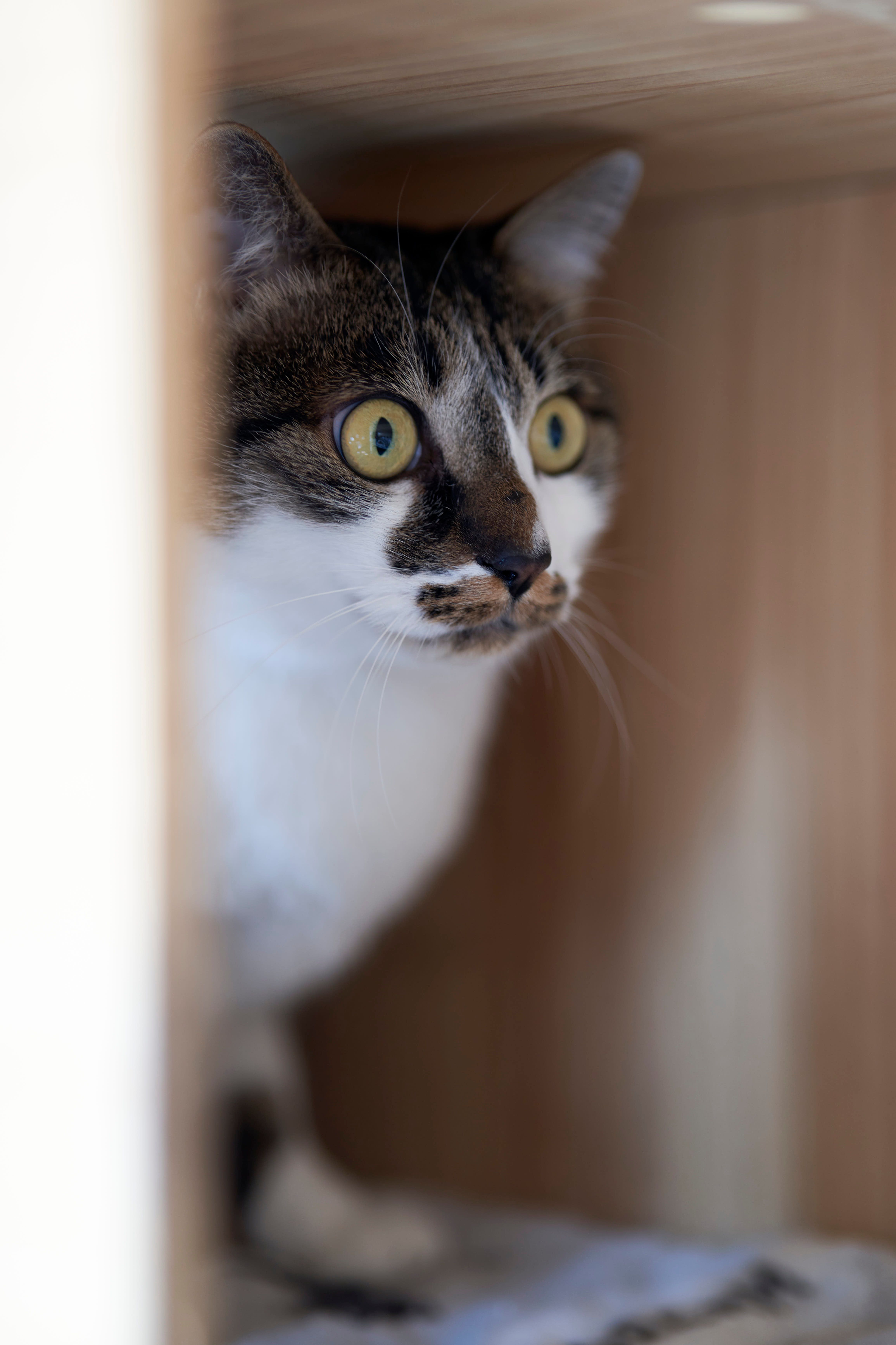 Signes de stress chez les chats - illustration