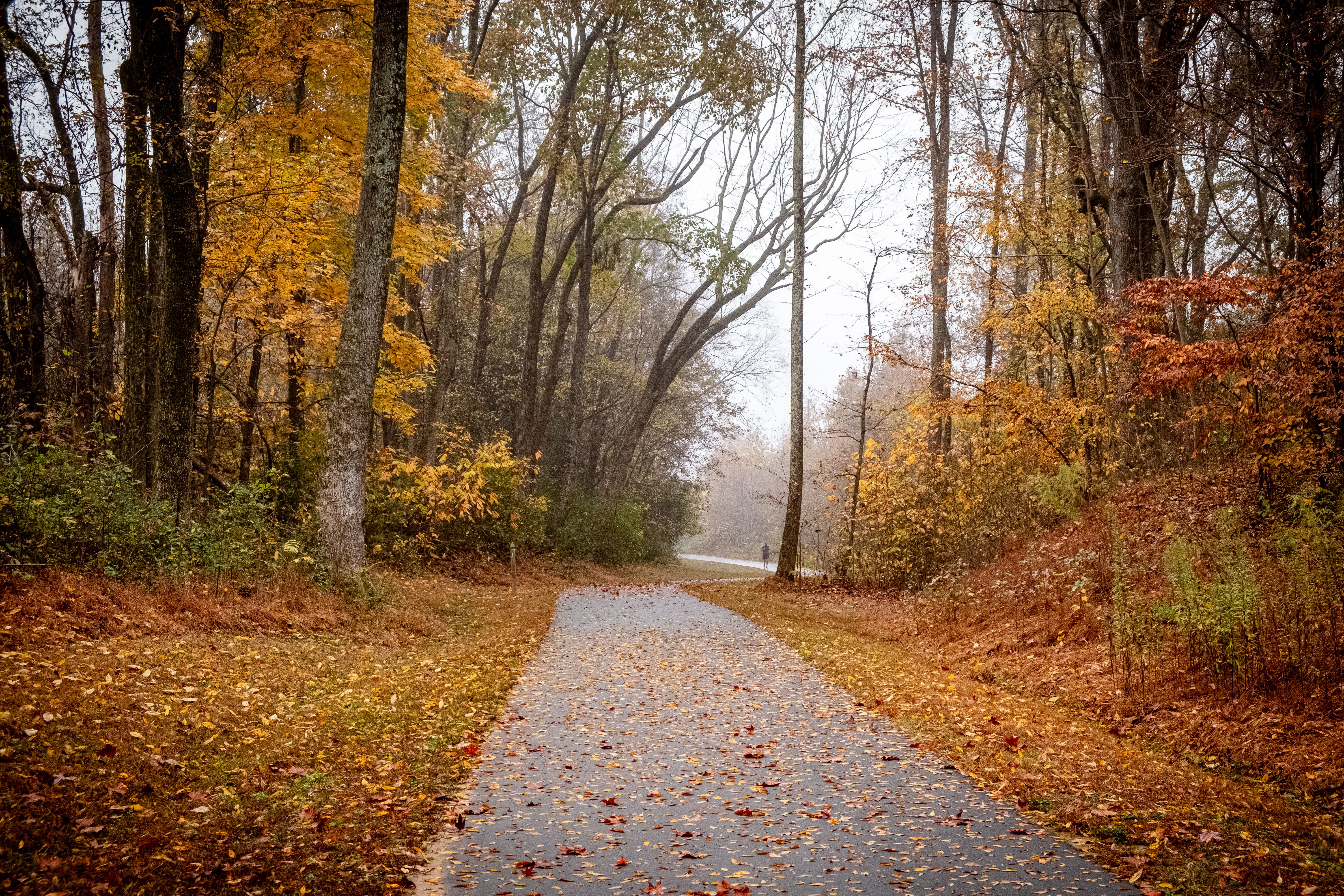 Explore a tranquil forest path covered in vibrant autumn leaves, perfect for a peaceful walk in nature's beauty.