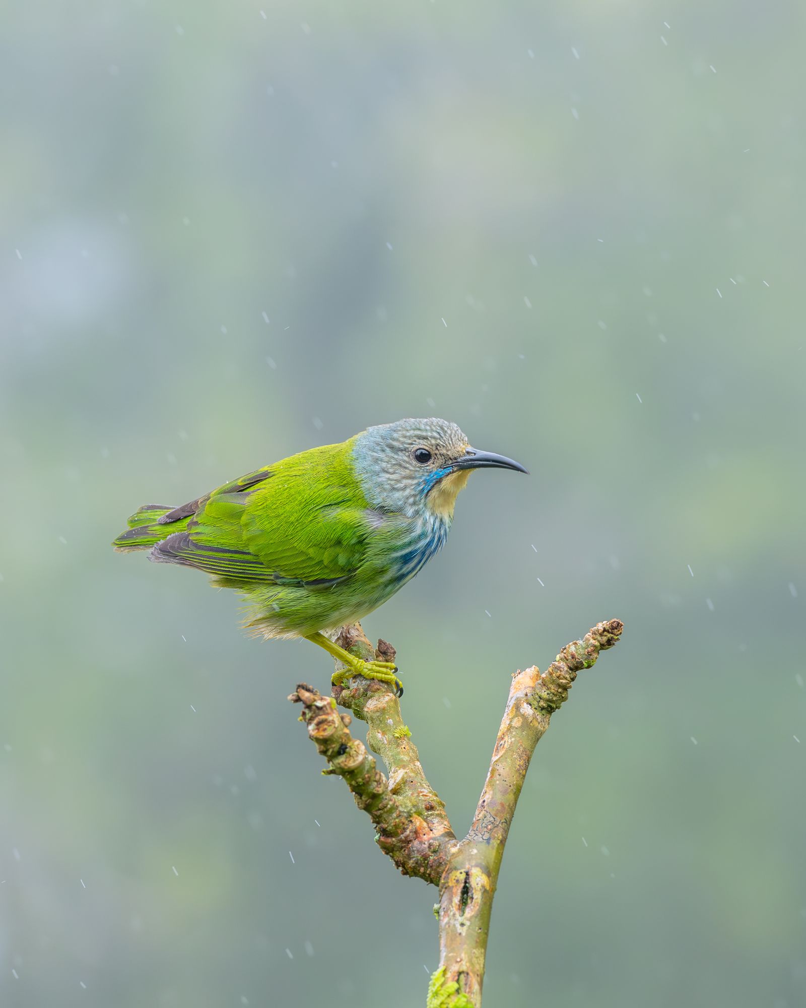 Costa Rica rainforest canopy and wildlife