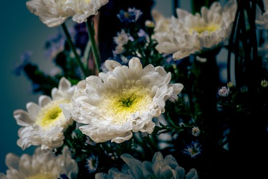 Elegant close-up of blooming white chrysanthemums with soft petals and green centers.