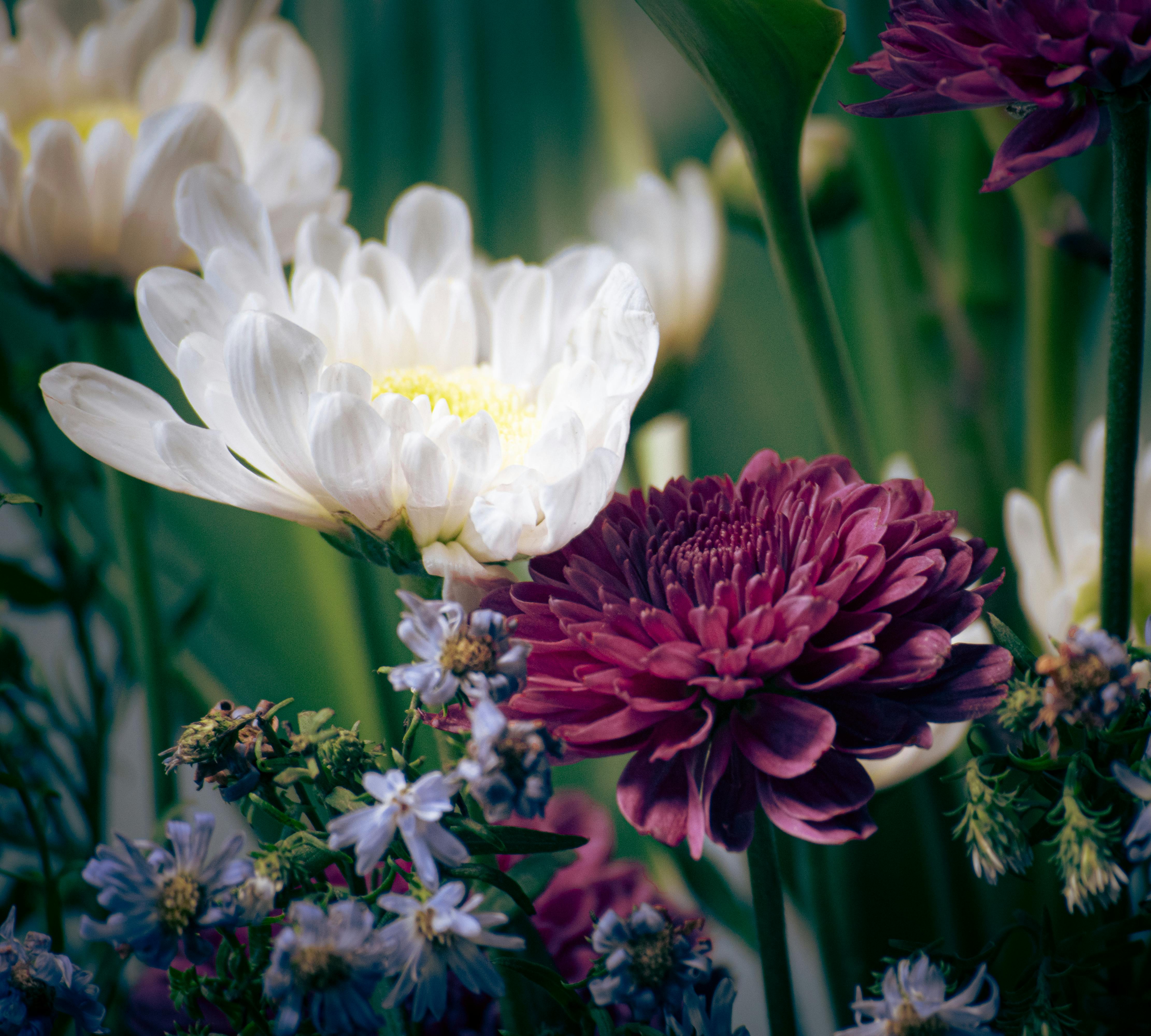 [ColoSach]-close-up-shot-of-colorful-chrysanthemums-and-daisies-in-full-bloom,-showcasing-nature's-vibrant-hues.