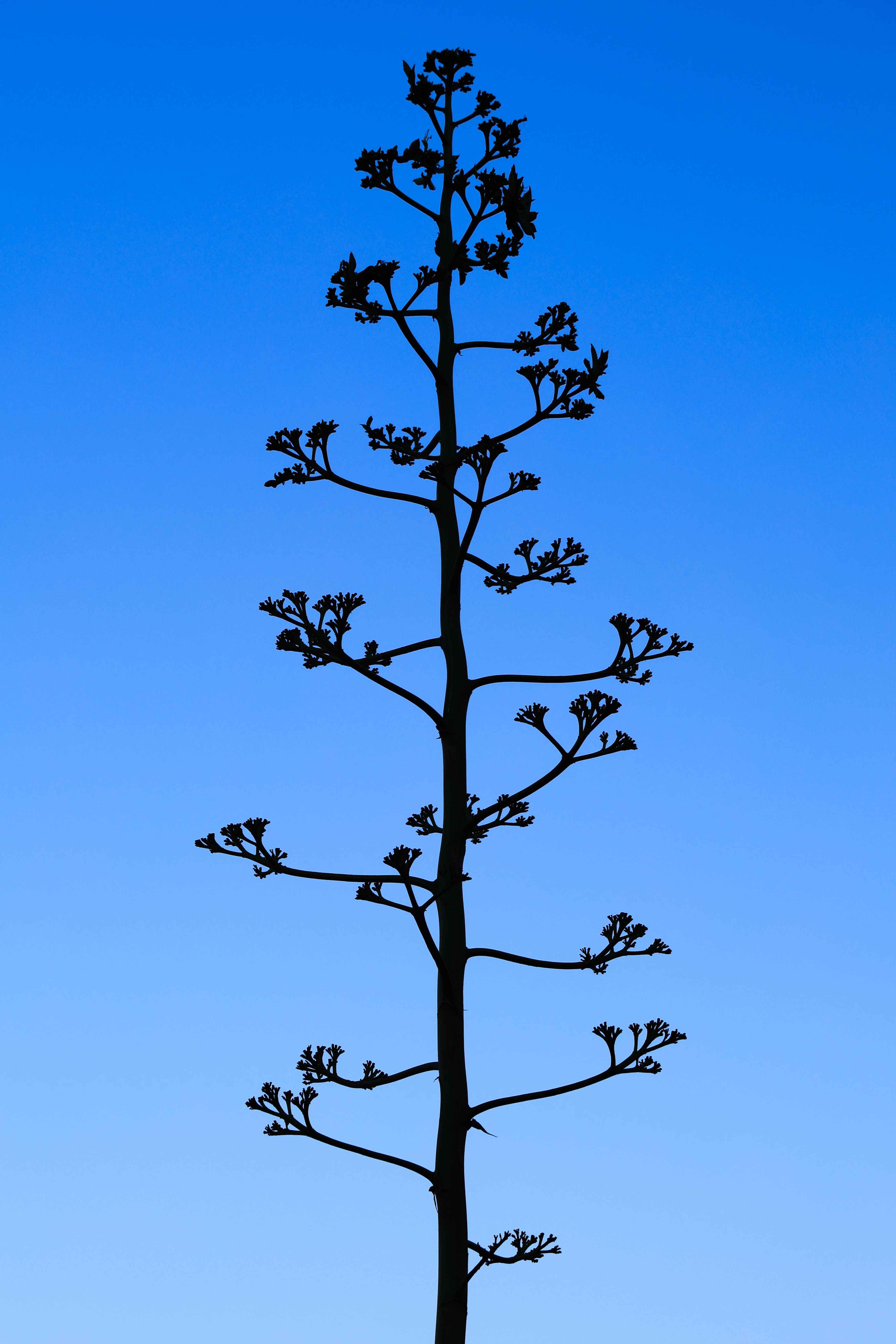 Silhouette of Agave Tree Against Blue Sky · Free Stock Photo