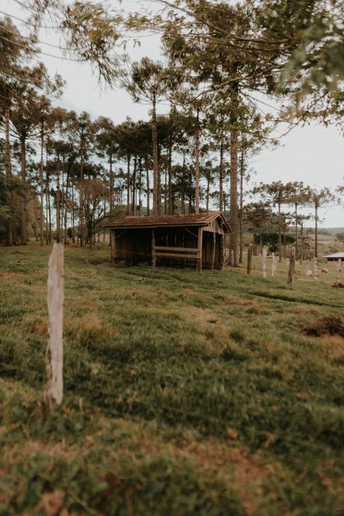 Free A rustic wooden hut surrounded by tall trees in a serene forest landscape. Stock Photo