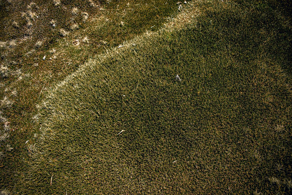 Close-up of green and brown lawn grass showing uneven turf condition