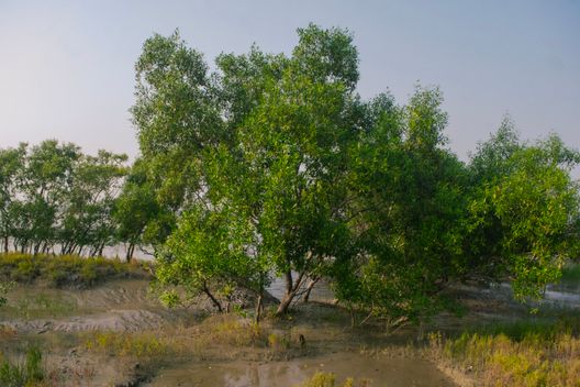 Sundarbans National Park