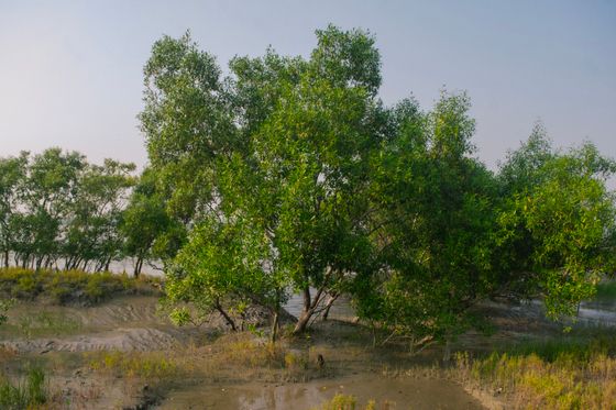 Sundarbans National Park