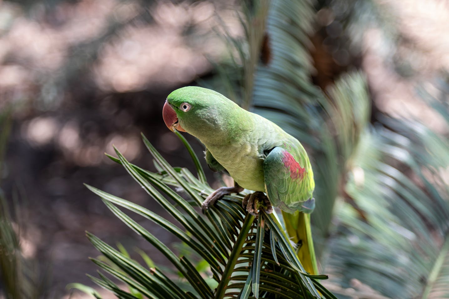 ASPCA How Much Money From Donations Goes To Animals aspca-how-much-money-from-donations-goes-to-animals