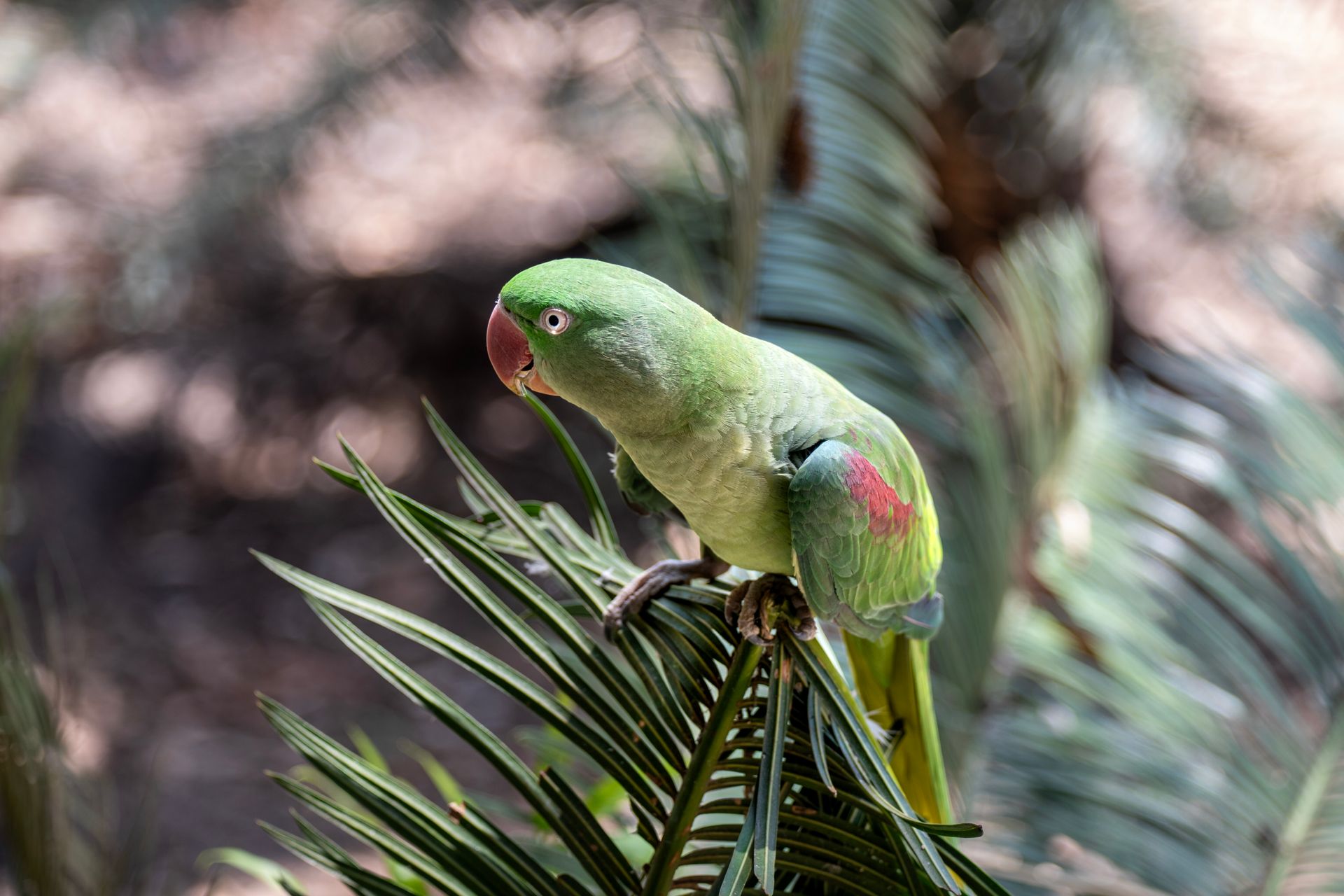 Free stock photo of animal welfare, animal wildlife, australia
