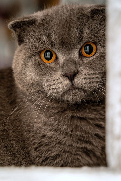 Free Close-up of a plush grey Scottish Fold cat with vibrant orange eyes. Stock Photo