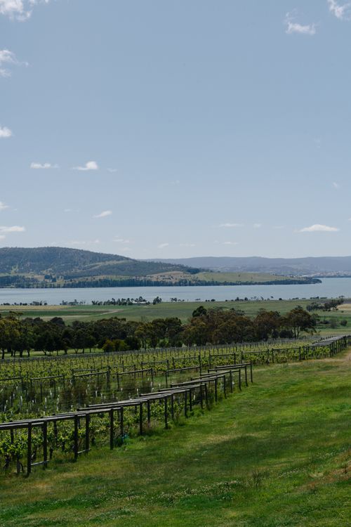 Free A lush vineyard landscape with a tranquil lake and rolling hills in the background, perfect for travel and nature enthusiasts. Stock Photo