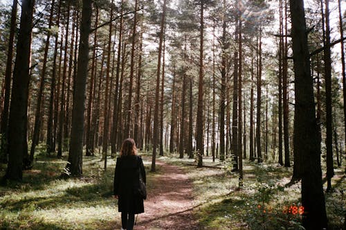 Imagine de stoc gratuită din arbori, cale, codru