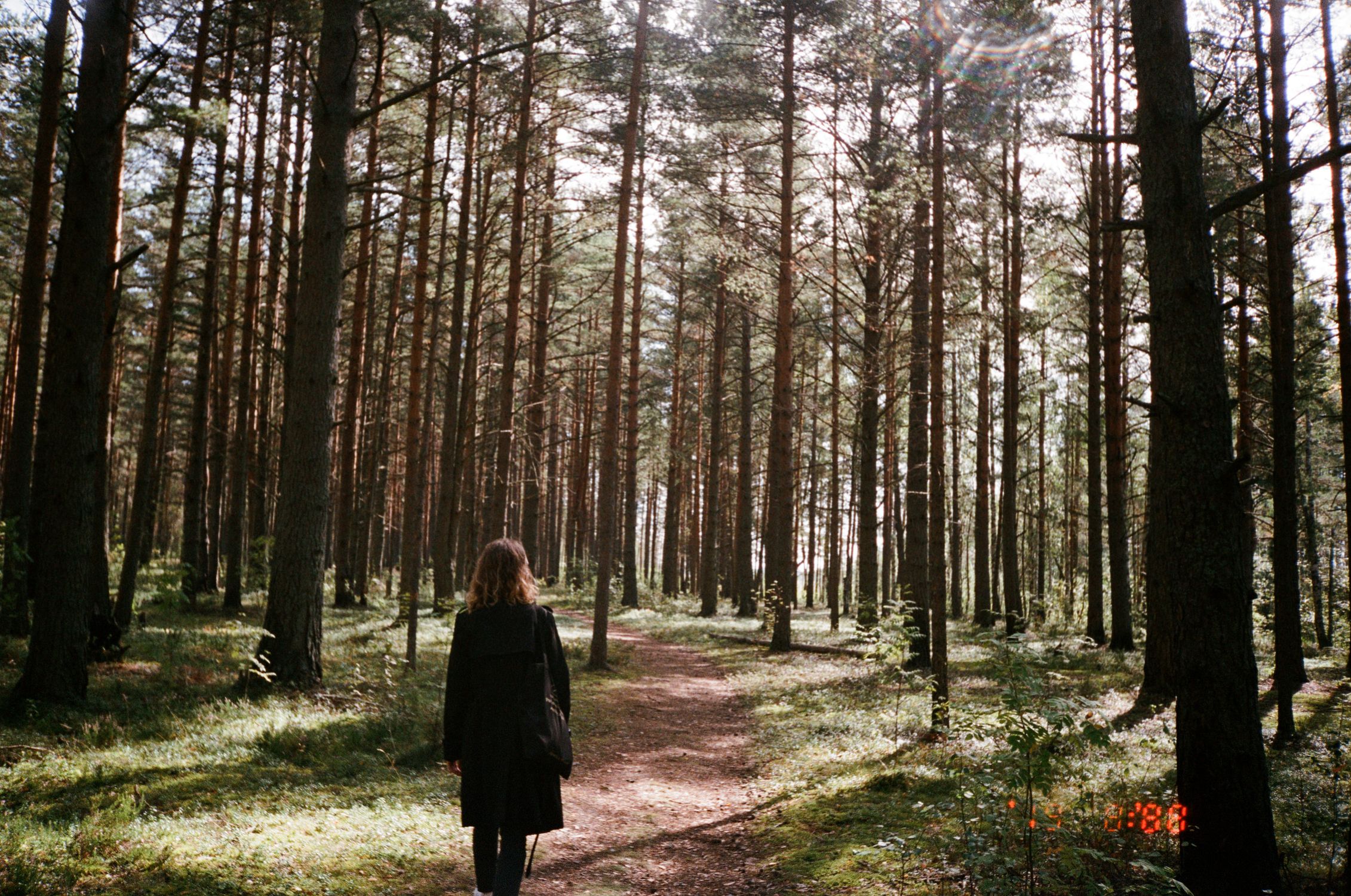 Woman Walking on Forest Path · Free Stock Photo