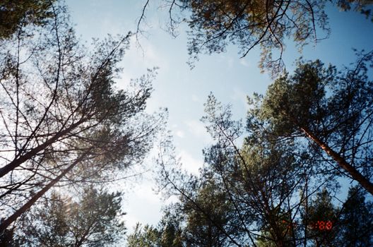 Looking up at towering trees in a bright Russian forest setting.