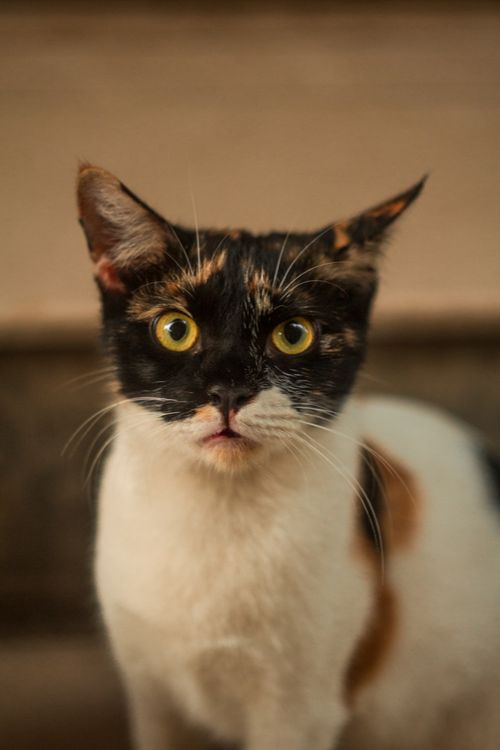 Free A captivating portrait of a calico cat with bright eyes, captured indoors. Stock Photo