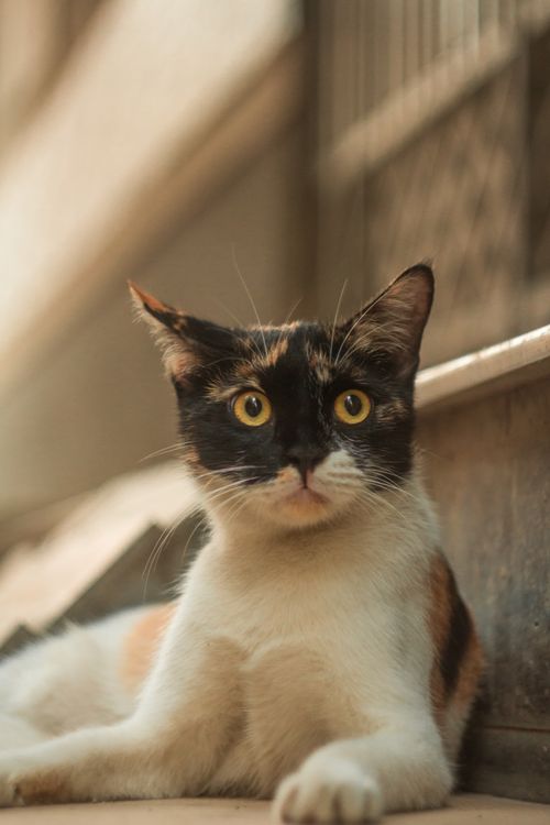 Free Close-up of a calico cat lounging outside with a curious gaze. Stock Photo