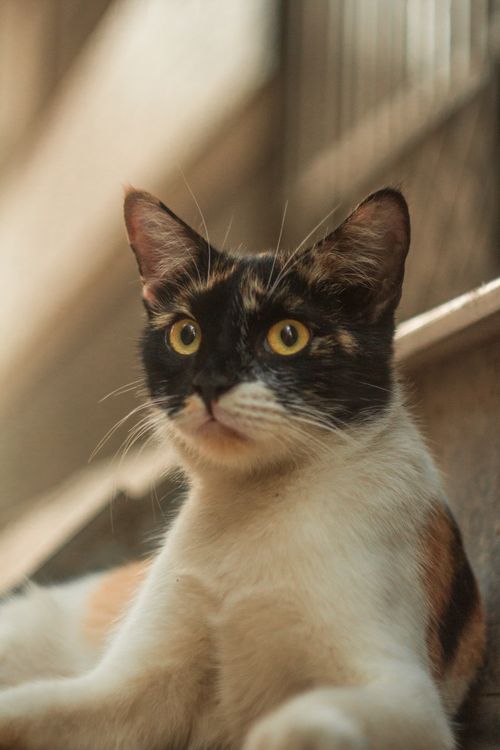 Free Serene calico cat gazing outdoors, capturing detailed facial expressions and fur patterns. Stock Photo