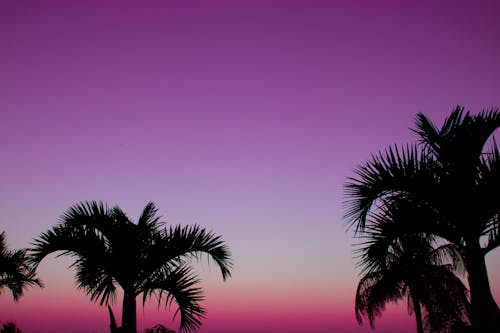 Kostnadsfri bild av dramatisk himmel, kokospalmer, kväll-sky