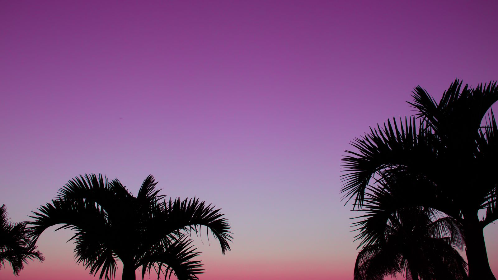 Palm Trees at Purple Sunset dark MacBook wallpaper 4K