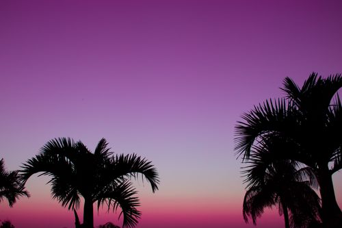 Free Beautiful silhouette of palm trees against a vibrant purple and pink sunset sky in South Africa. Stock Photo