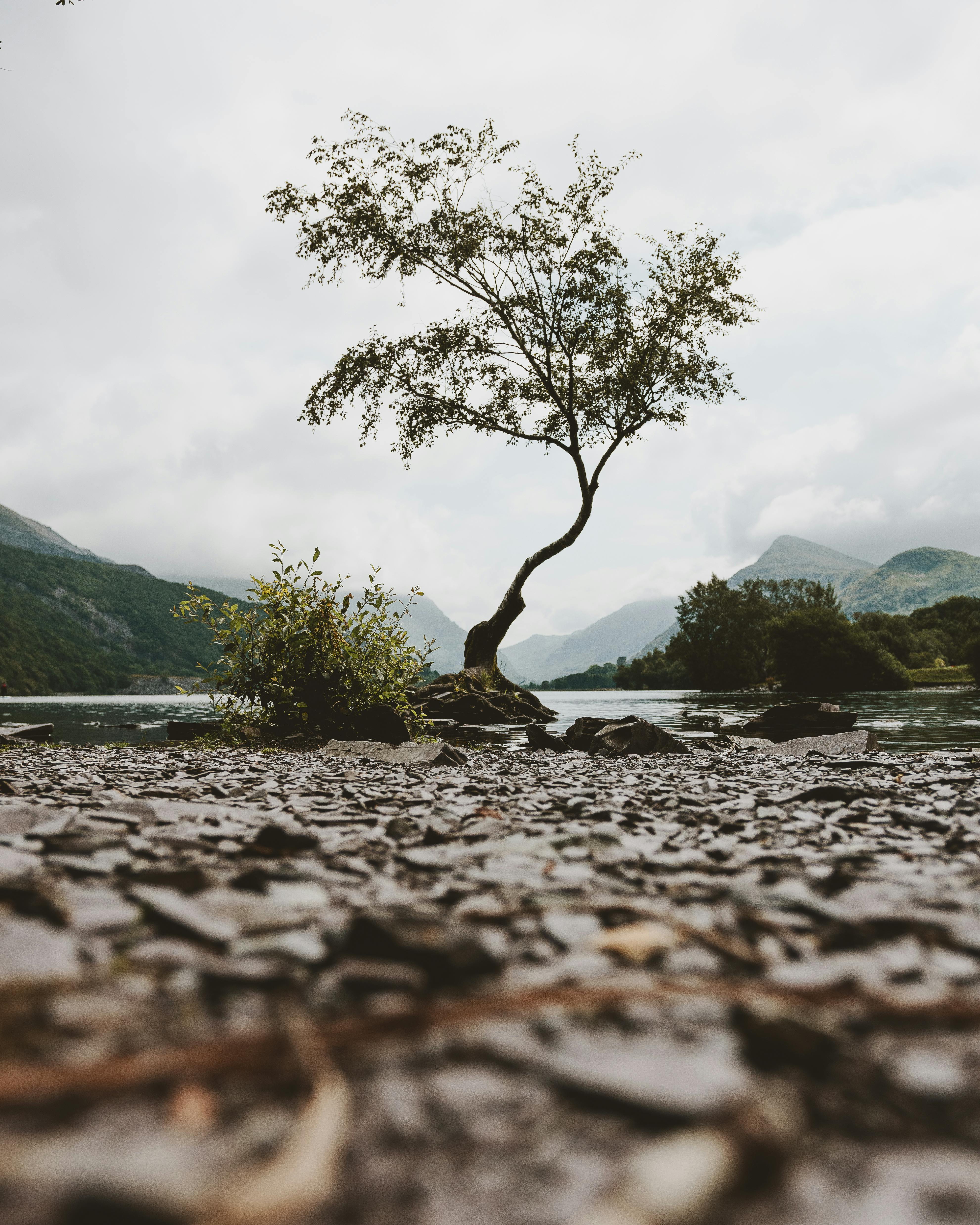 宁静的山间湖泊旁，矗立着一棵孤独的树，四周环绕着令人惊叹的自然风光