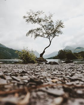 宁静的山间湖泊旁，矗立着一棵孤独的树，四周环绕着令人惊叹的自然风光