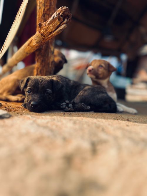 Free Cute puppies resting outside in Hyderabad, India, showcasing peaceful moments. Stock Photo